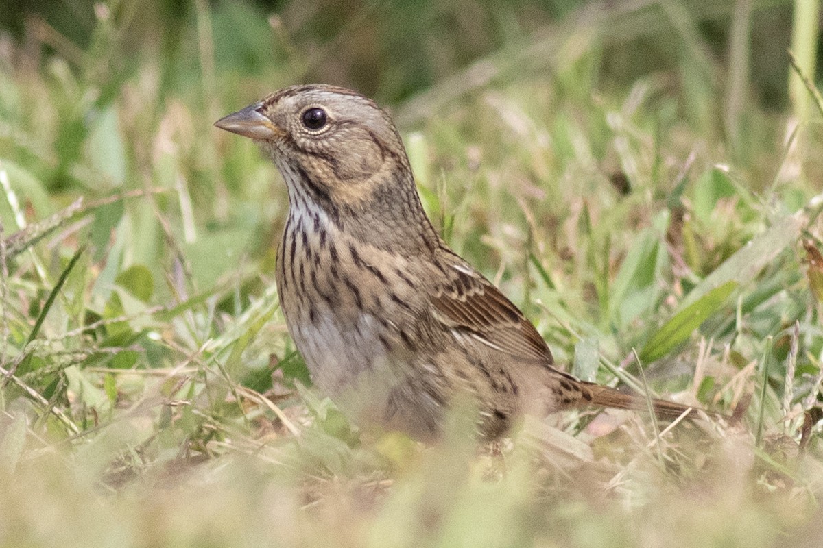 Lincoln's Sparrow - ML641935570