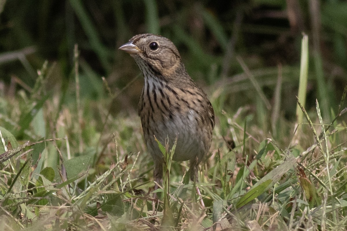Lincoln's Sparrow - ML641935572
