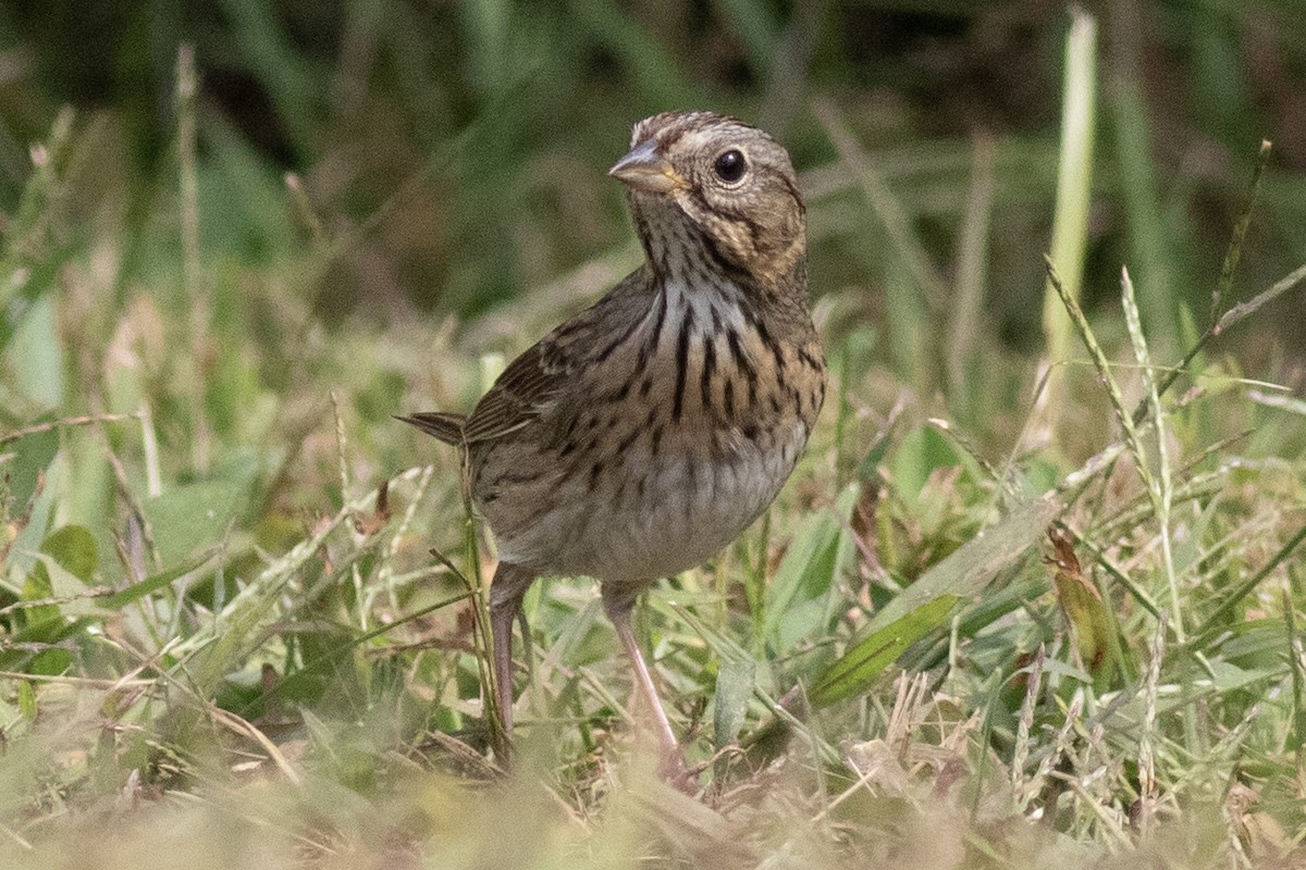 Lincoln's Sparrow - ML641935573