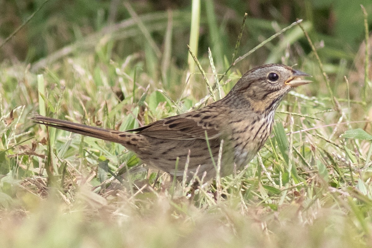 Lincoln's Sparrow - ML641935574