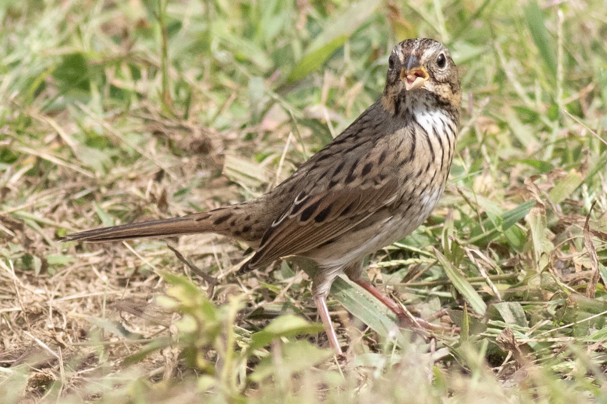 Lincoln's Sparrow - ML641935575
