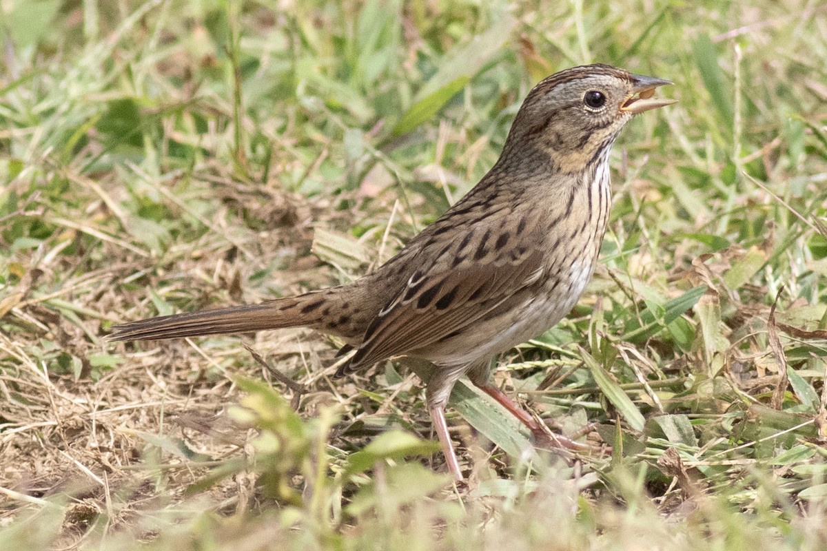 Lincoln's Sparrow - ML641935576