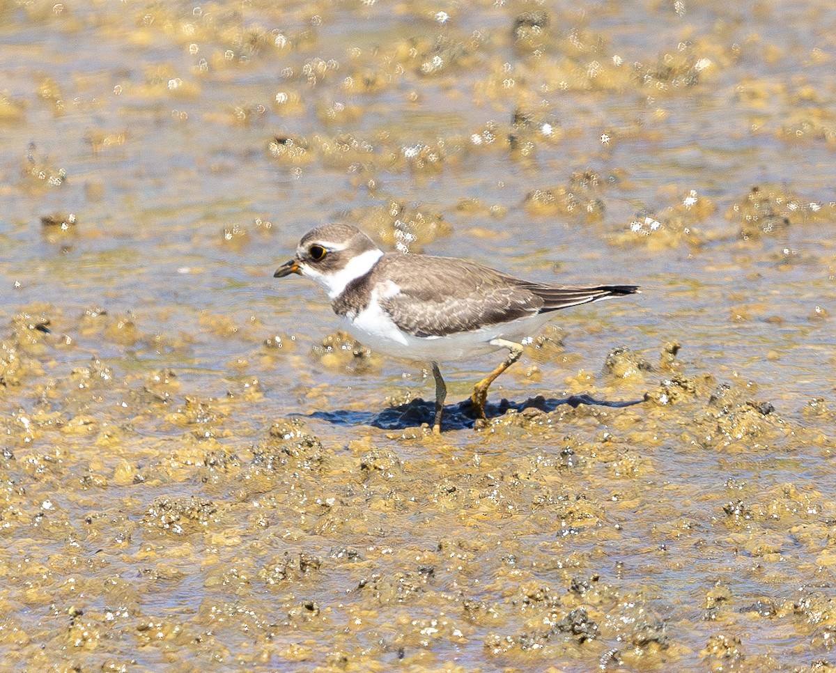 Semipalmated Plover - ML641935578
