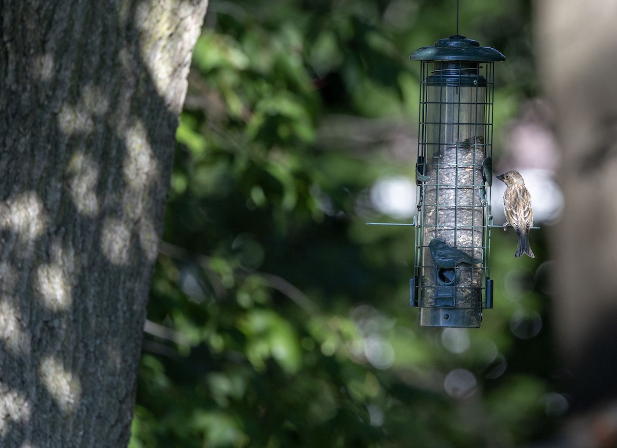 Purple Finch - ML641935579