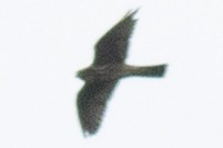 Merlin - ML641935588