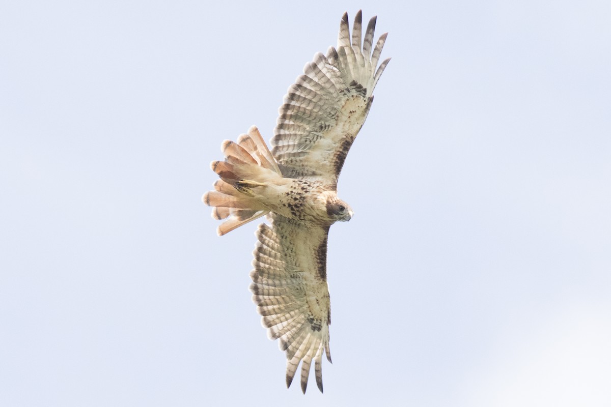 Red-tailed Hawk (borealis) - ML641935590