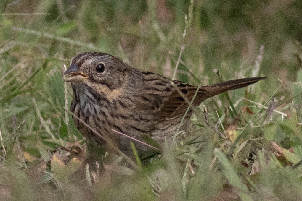 Lincoln's Sparrow - ML641935601