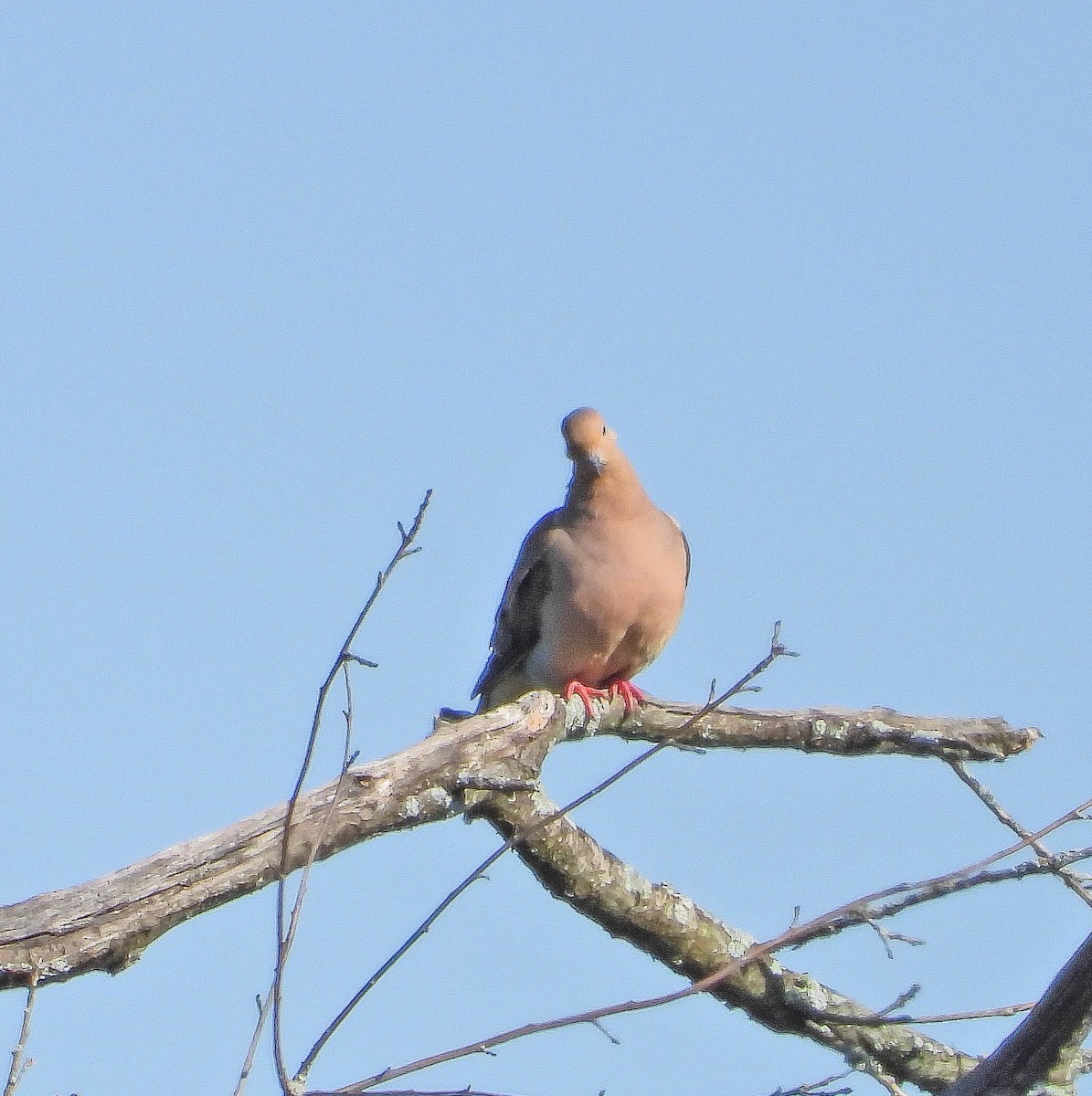 Mourning Dove - ML641935633