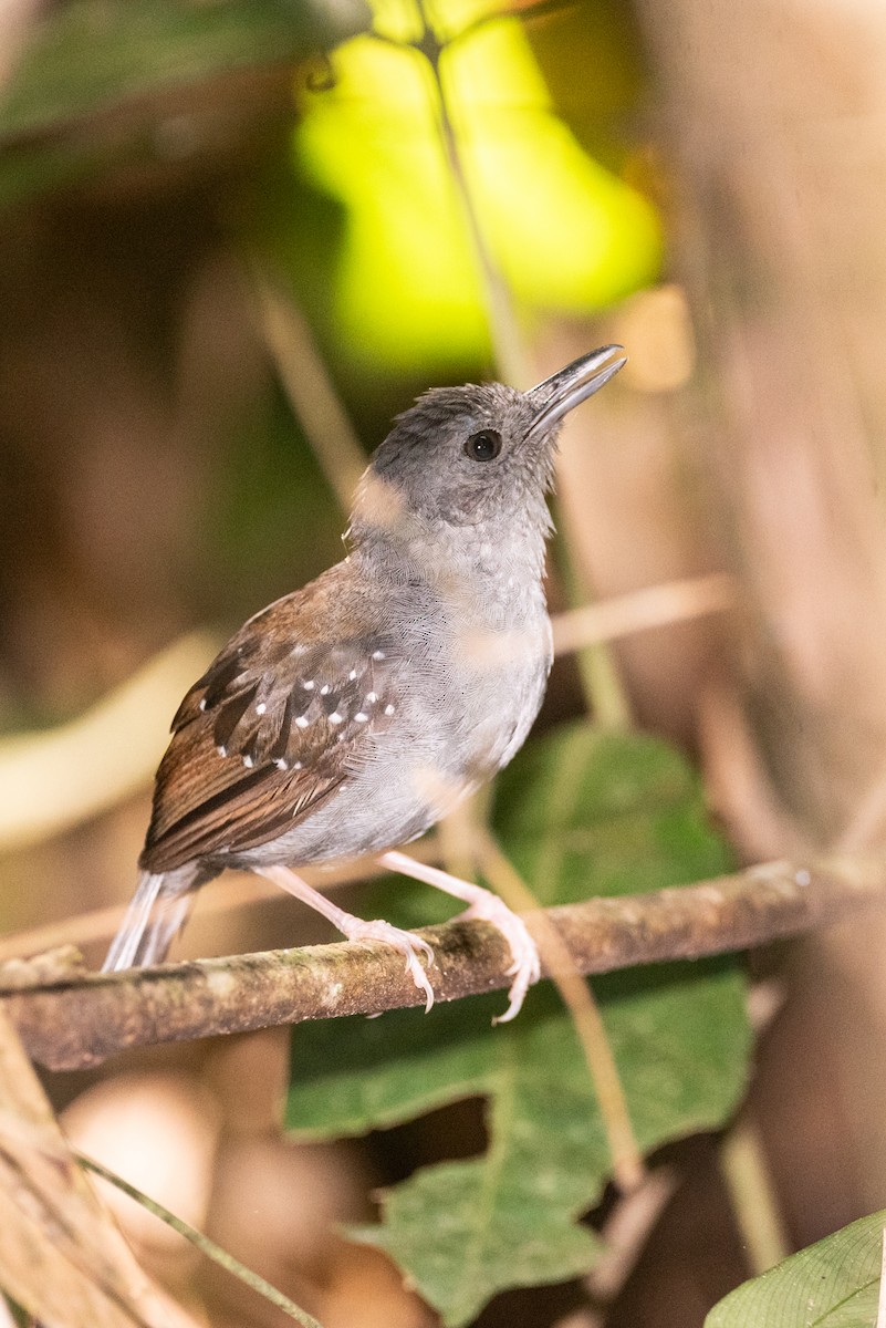 Rufous-faced Antbird - ML641935642