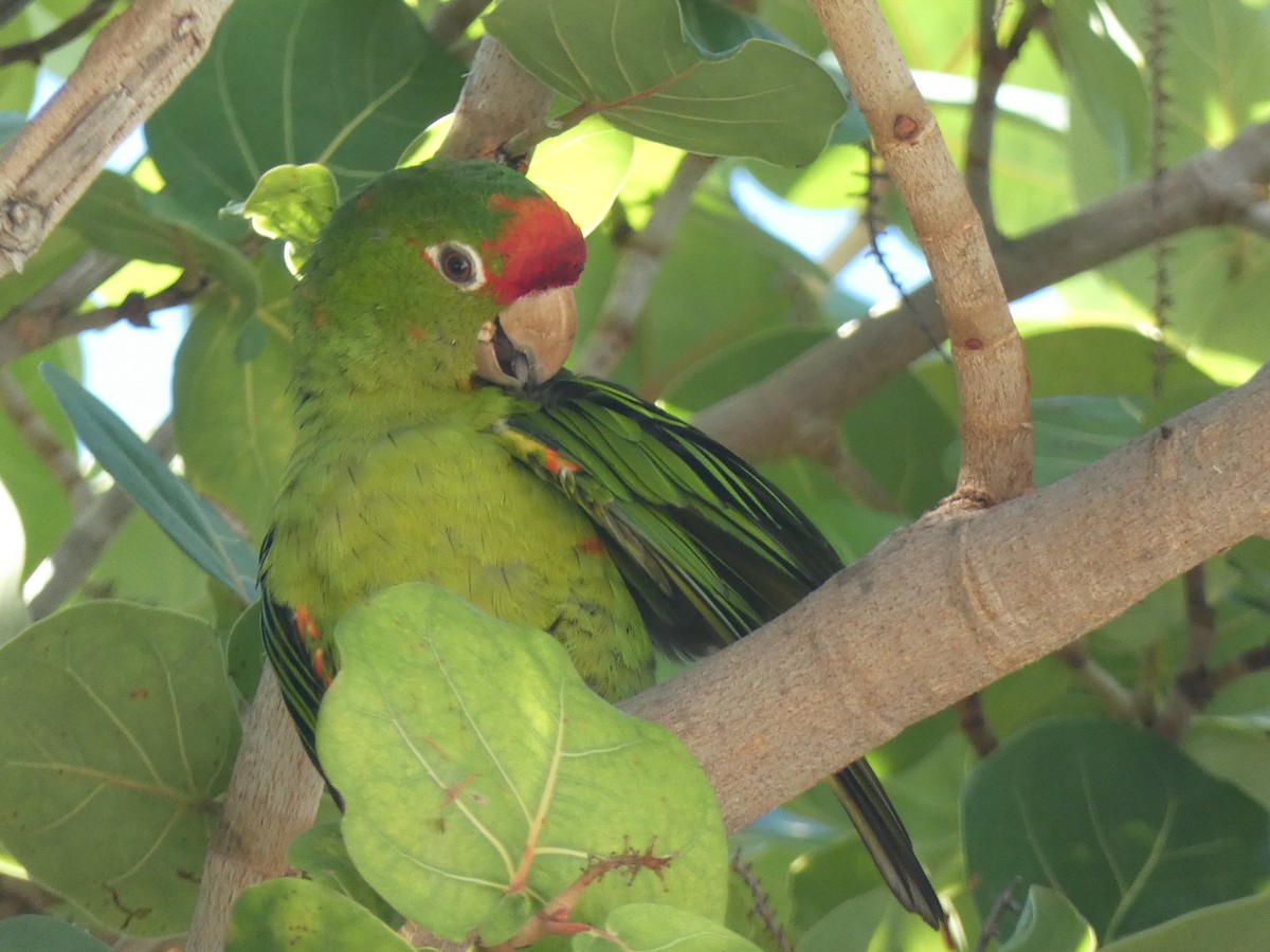 Mitred Parakeet - ML641935644
