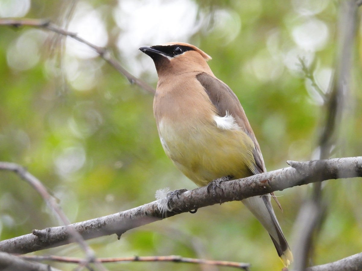 Cedar Waxwing - ML641935669