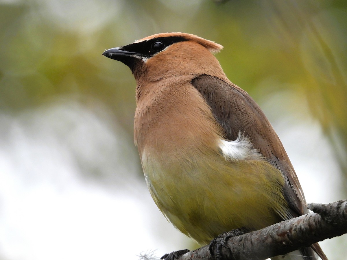Cedar Waxwing - ML641935670