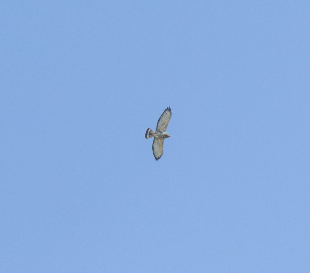 Broad-winged Hawk - ML641935700