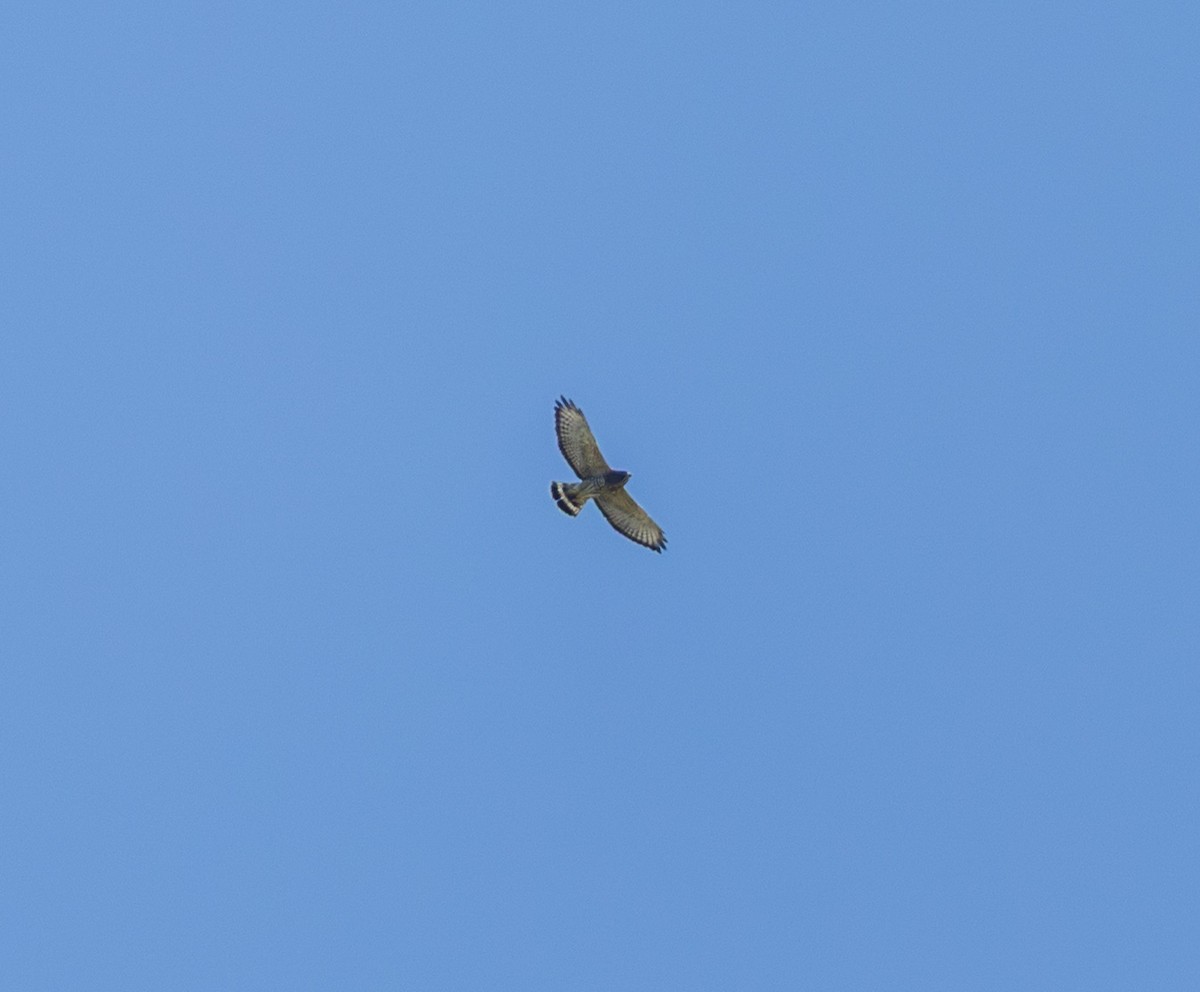 Broad-winged Hawk - ML641935701