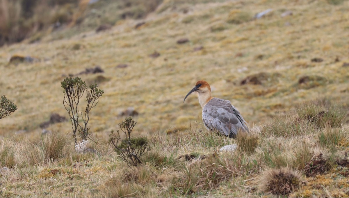 ibis šedokřídlý - ML641935715