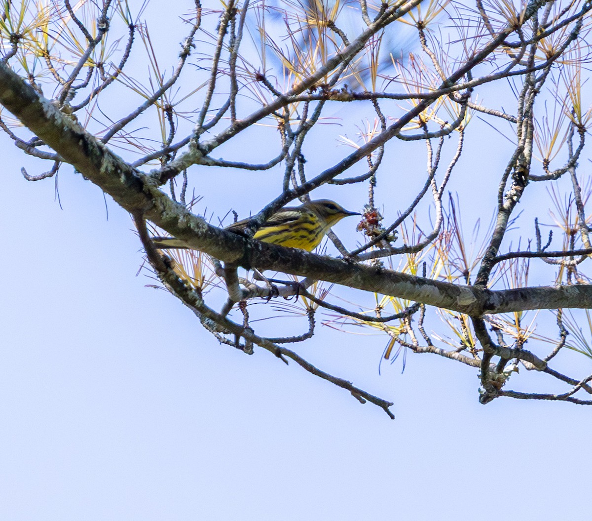 Paruline tigrée - ML641935721