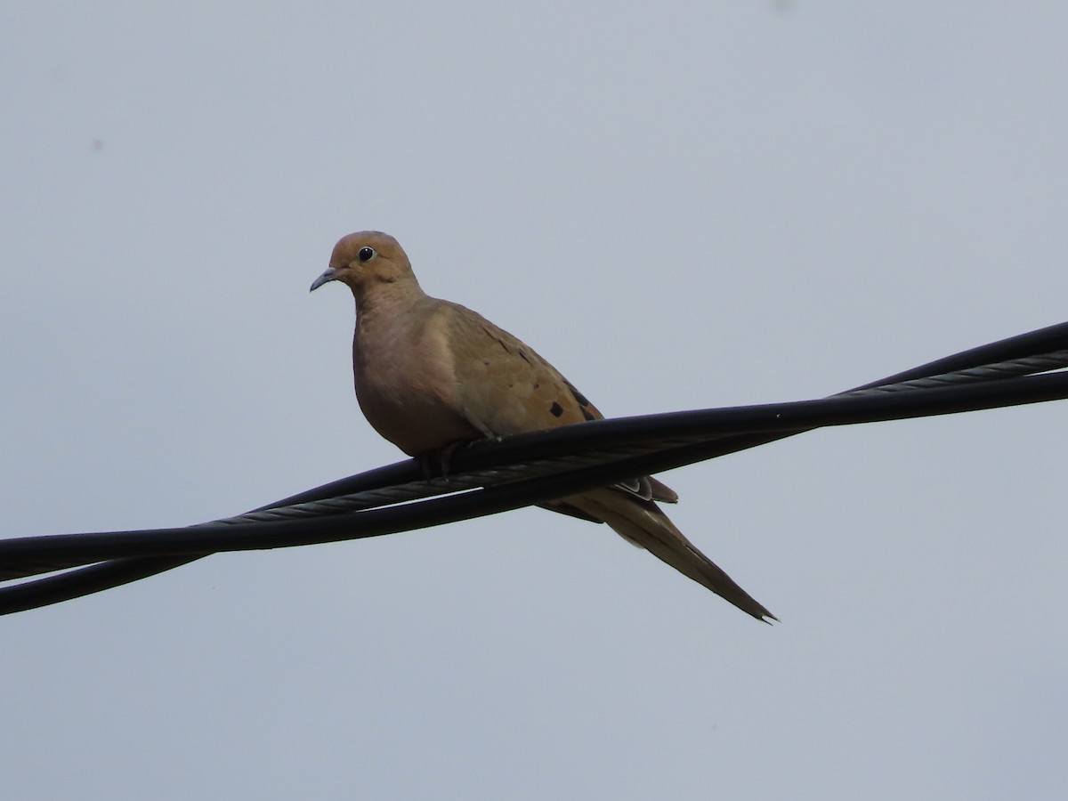 Mourning Dove - ML641935727