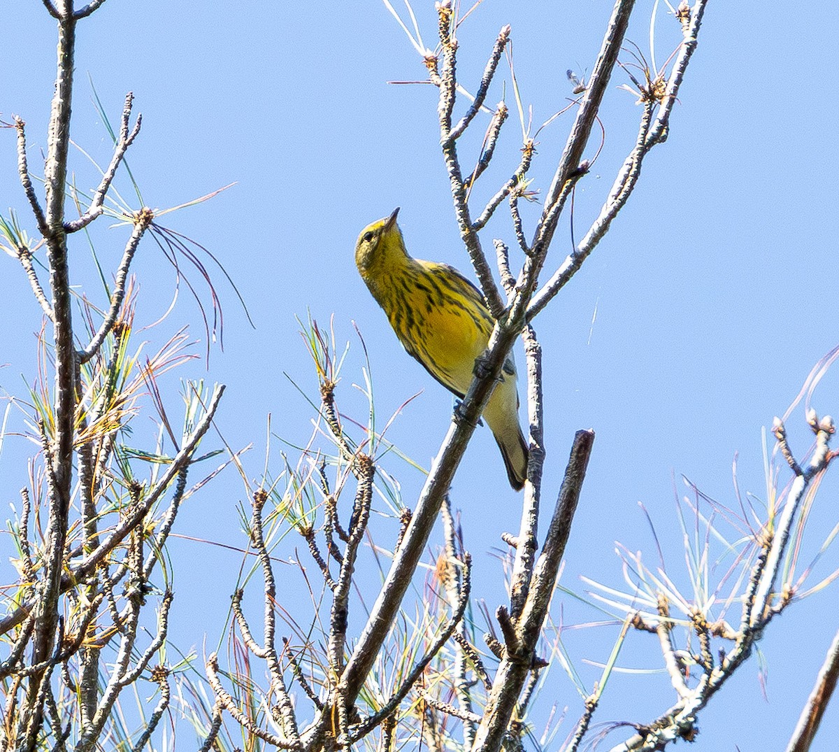 Paruline tigrée - ML641935734