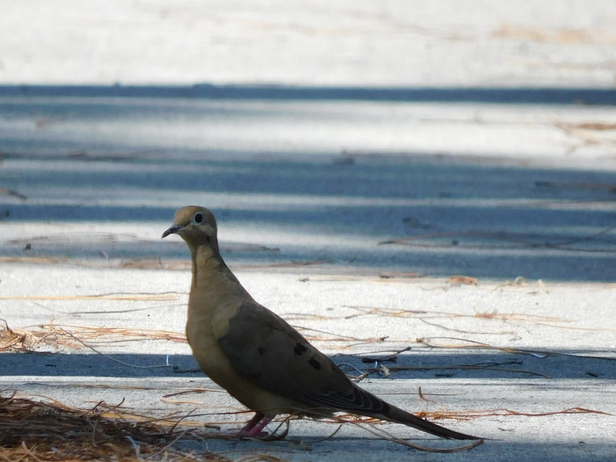 Mourning Dove - ML641935740