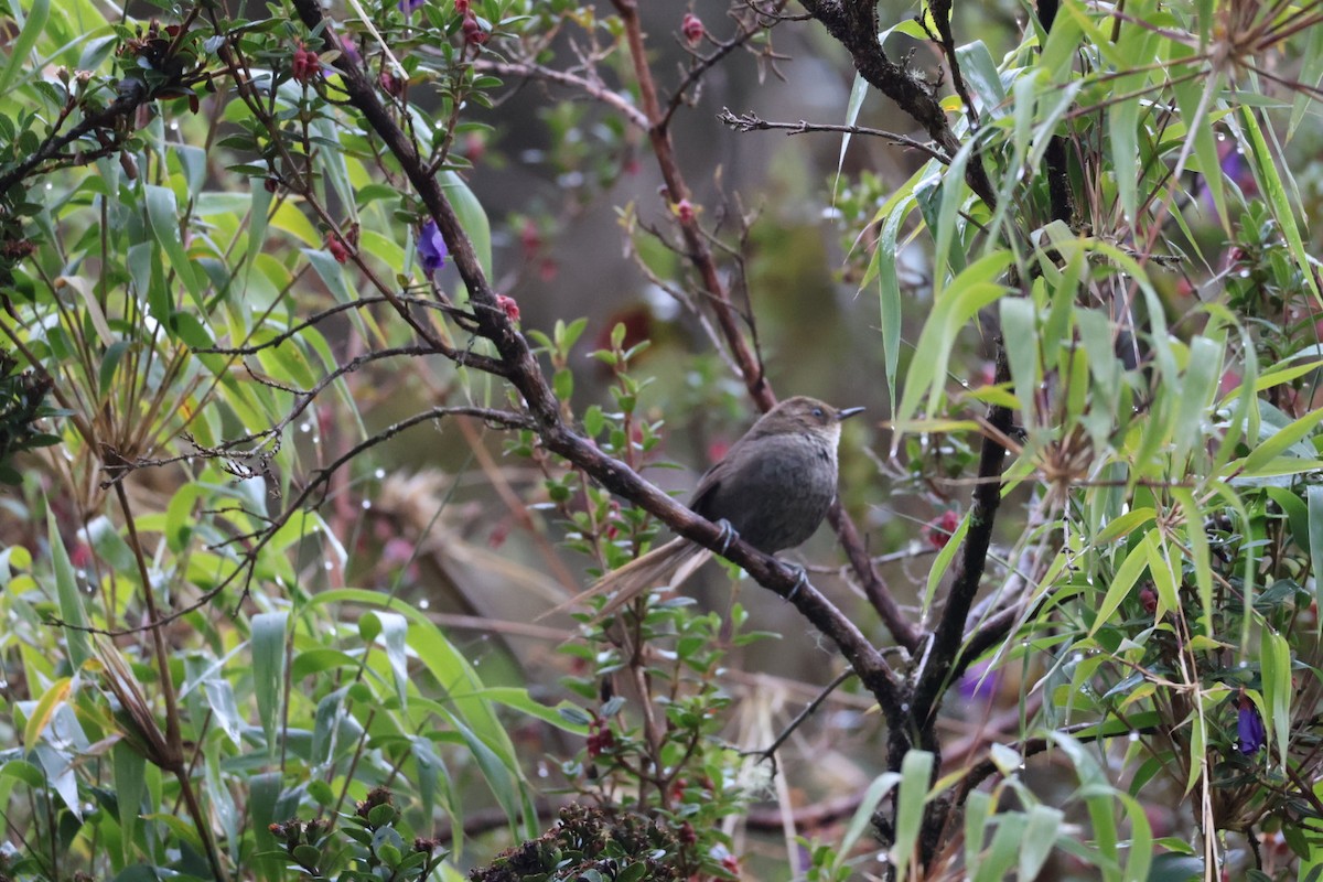Vilcabamba Thistletail - ML641935742