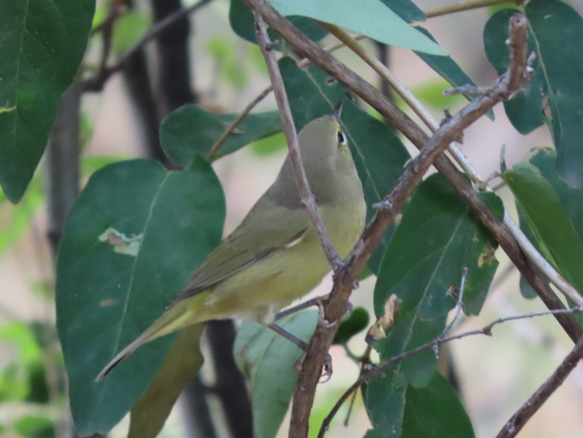 Orange-crowned Warbler - ML641935743