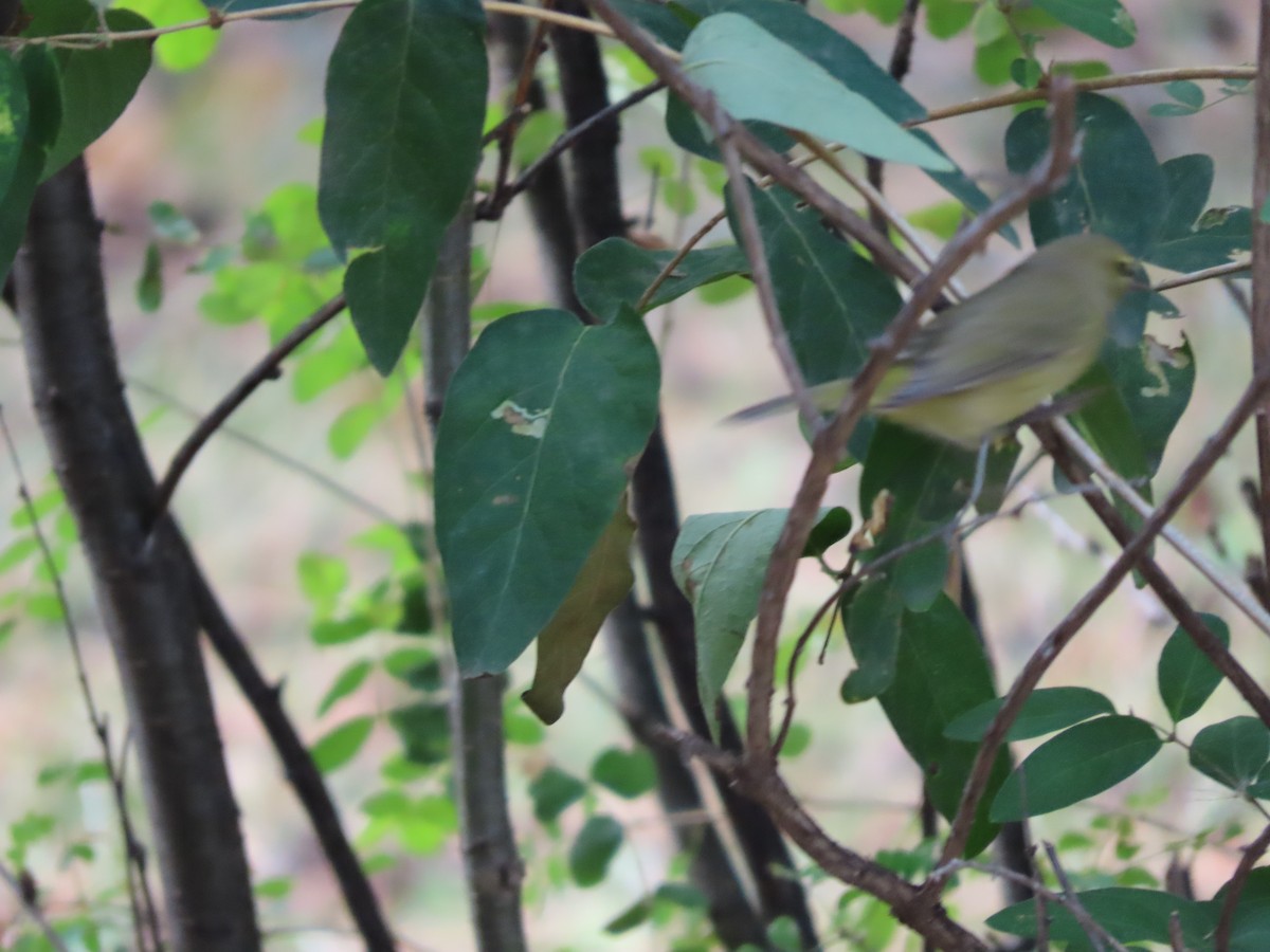 Orange-crowned Warbler - ML641935744