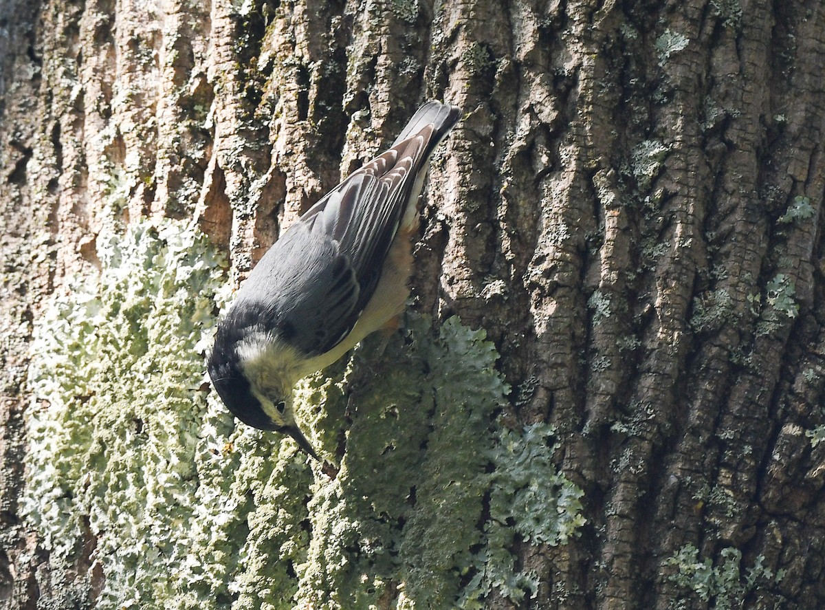 White-breasted Nuthatch - ML641935757