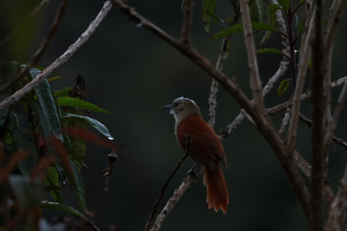 Marcapata Spinetail - ML641935758