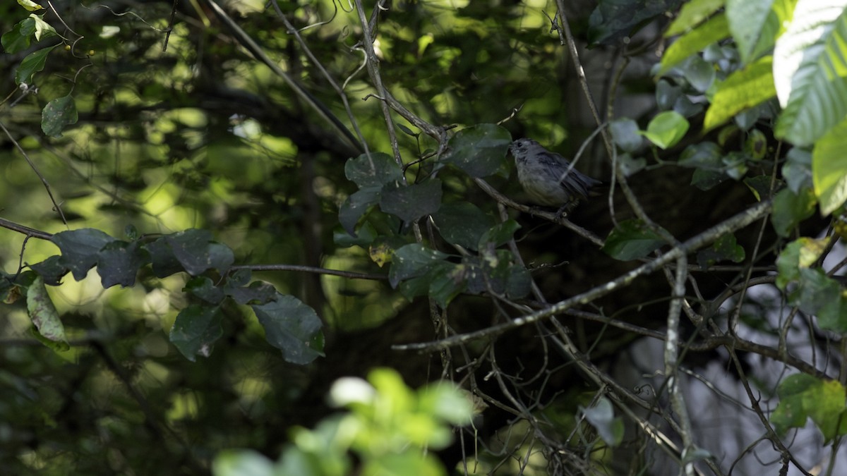 Gray Catbird - ML641935770