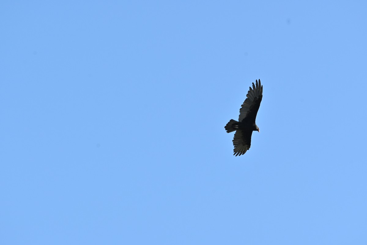 Turkey Vulture - ML641935787