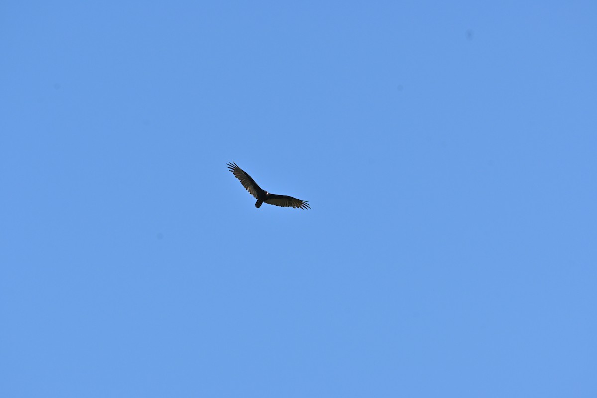 Turkey Vulture - ML641935788