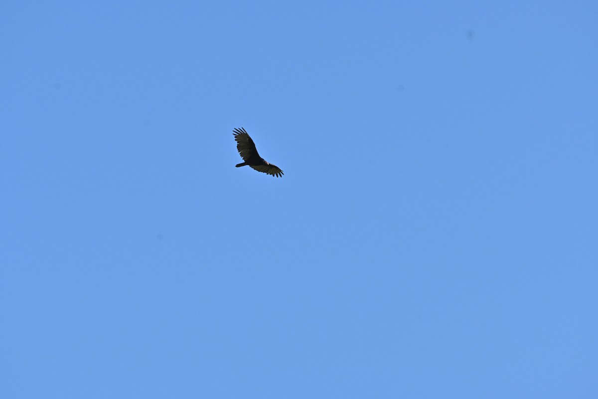 Turkey Vulture - ML641935789