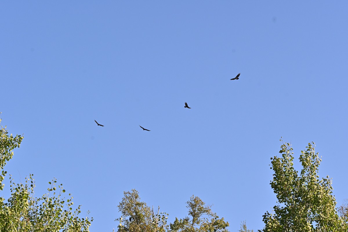 Turkey Vulture - ML641935790
