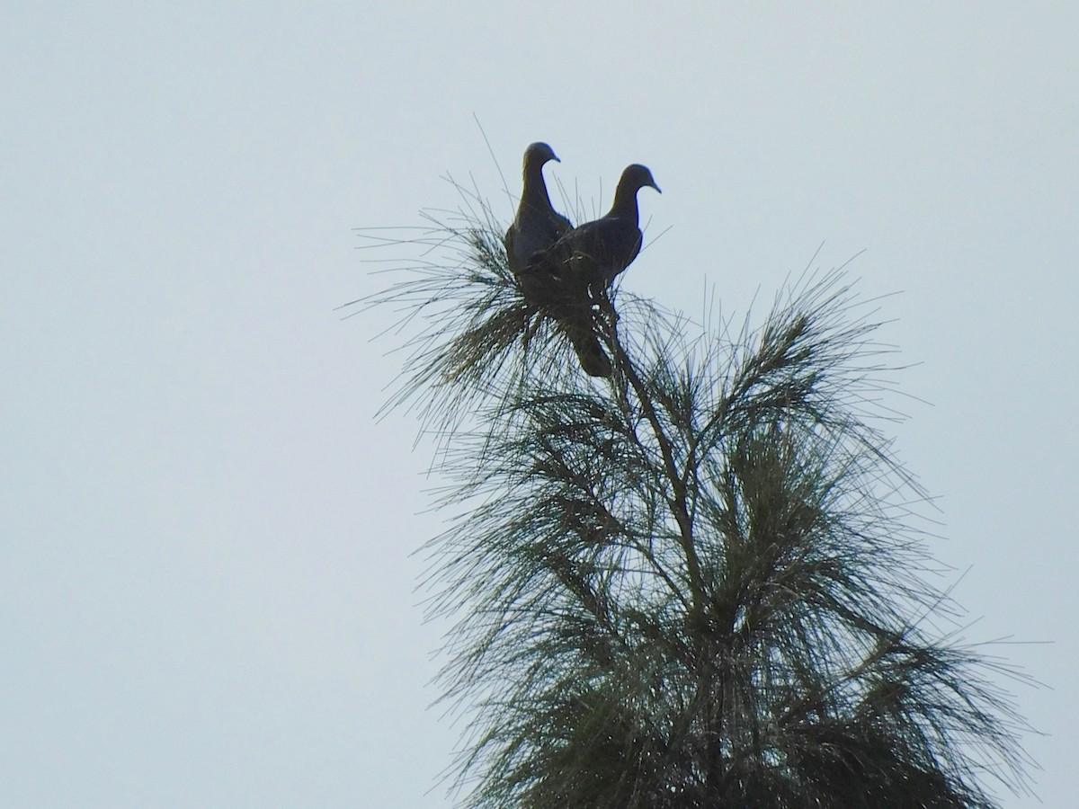 White-crowned Pigeon - ML641935805