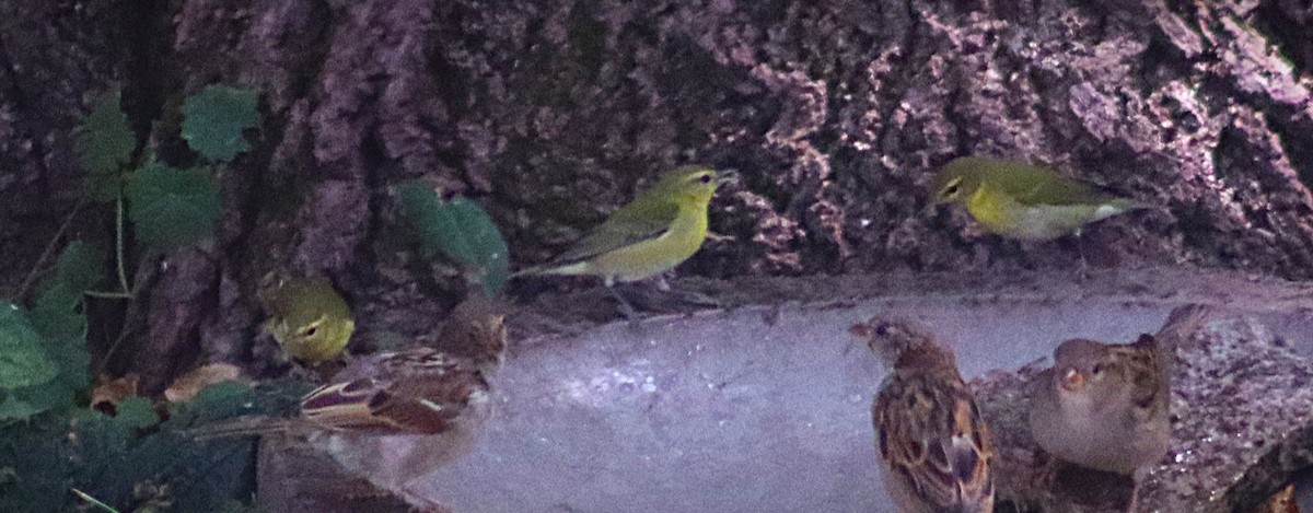 Tennessee Warbler - ML641935806