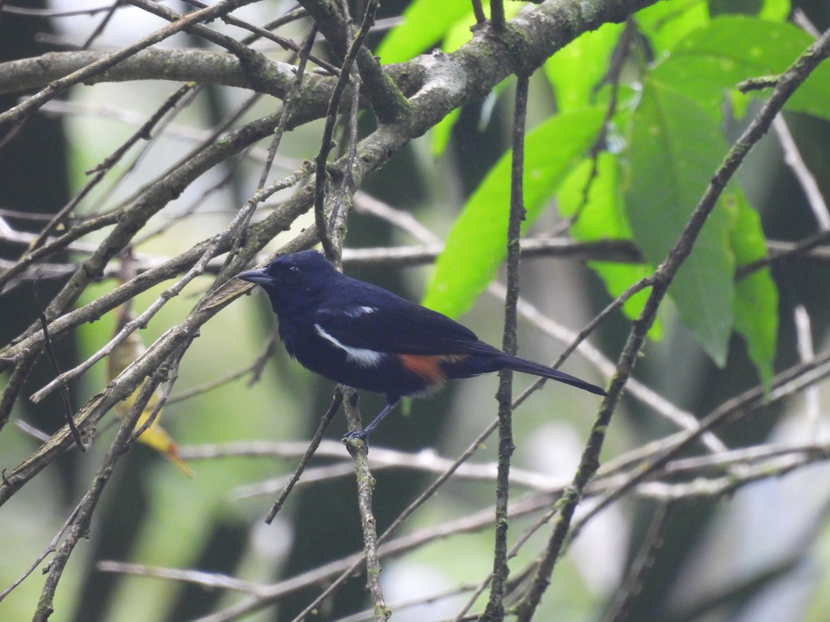 Fulvous-crested Tanager - ML641935809