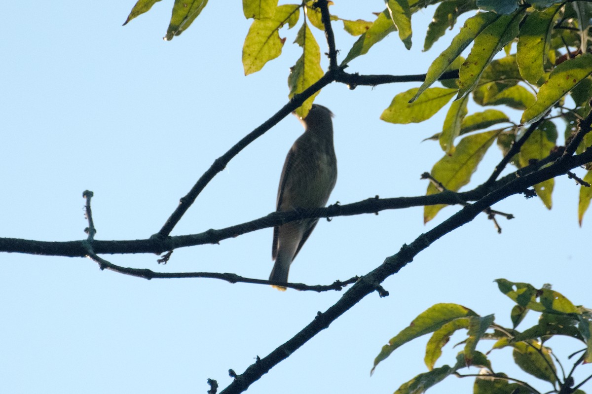 Cedar Waxwing - ML641935820