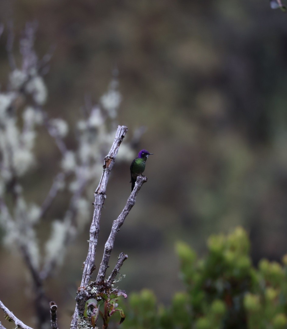 trnozobčík drobný - ML641935823