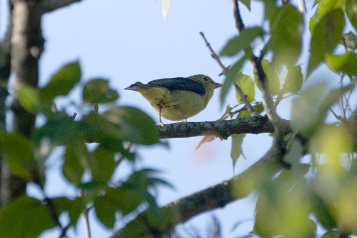 Scarlet Tanager - ML641935828