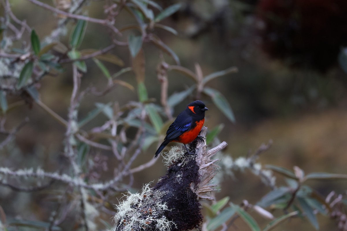 Scarlet-bellied Mountain Tanager (Fire-bellied) - ML641935840
