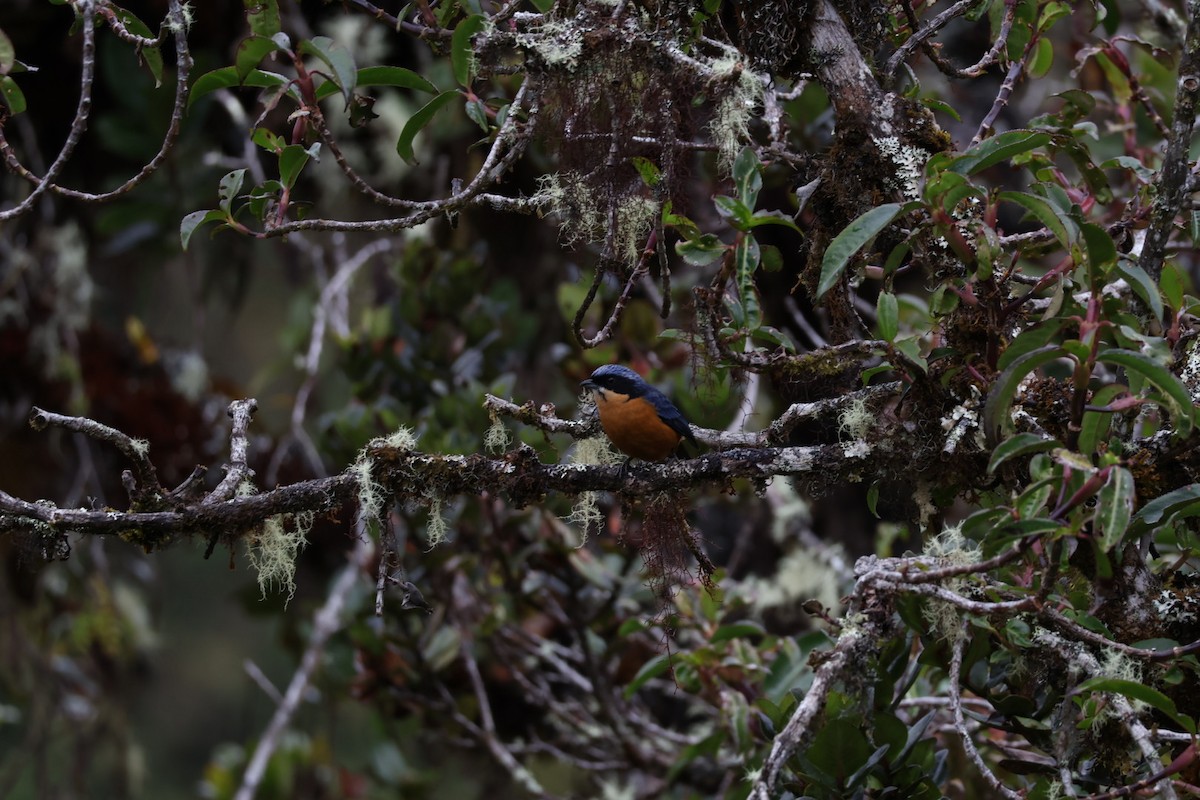 Tangara Ventricastaña - ML641935851