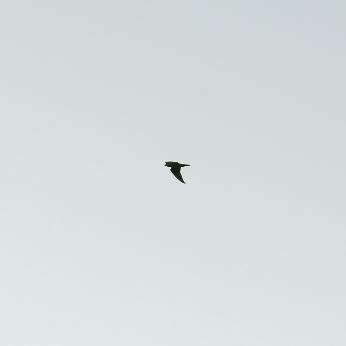 Peregrine Falcon - ML641935855