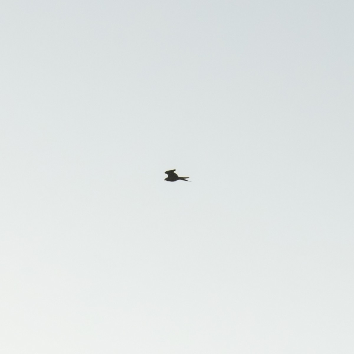 Peregrine Falcon - ML641935856