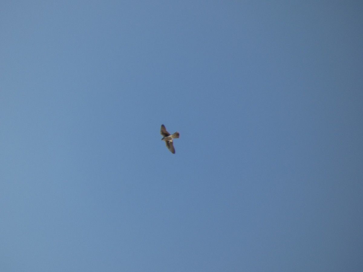 Prairie Falcon - ML641935859