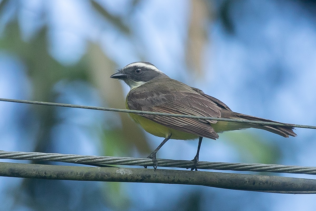 Social Flycatcher - ML641935862