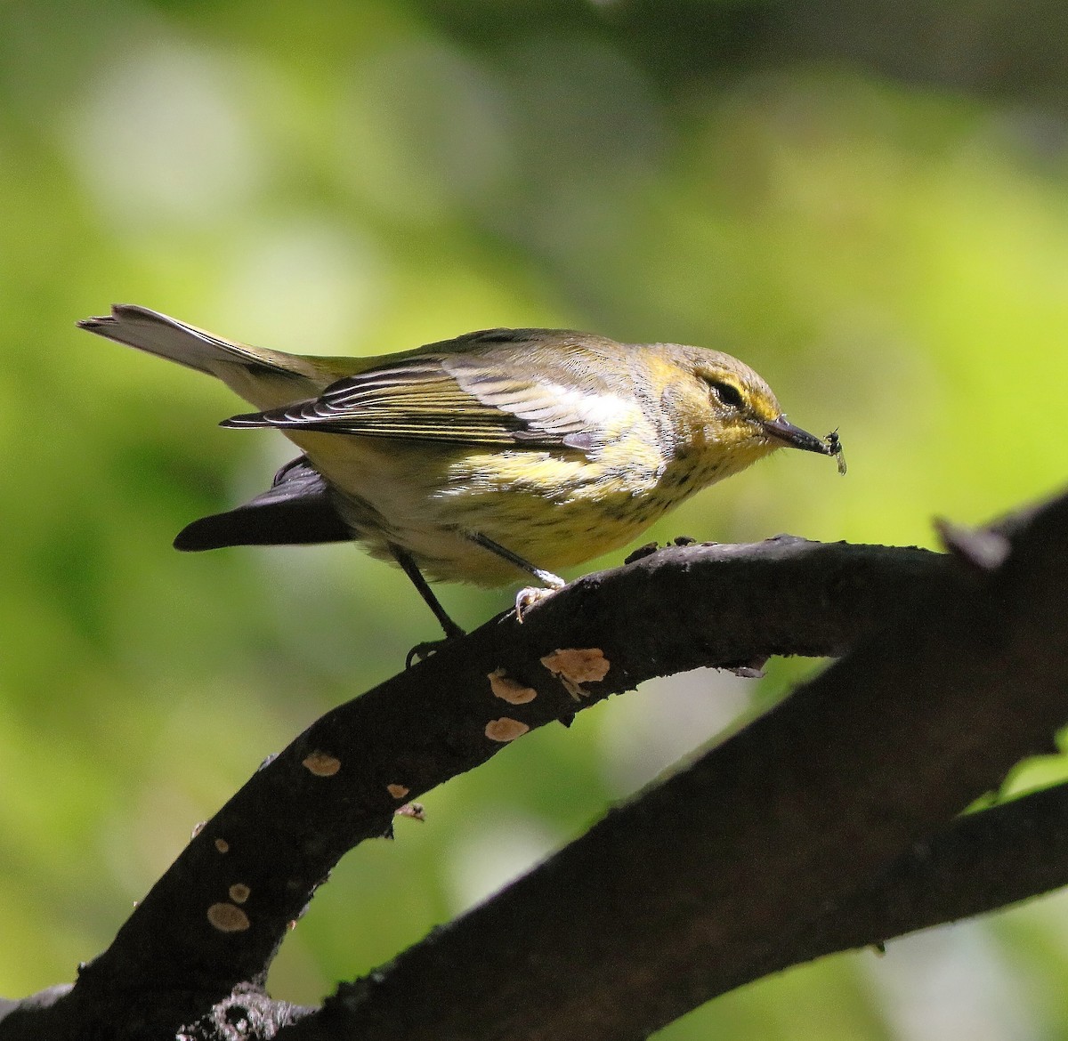 Cape May Warbler - ML641935872