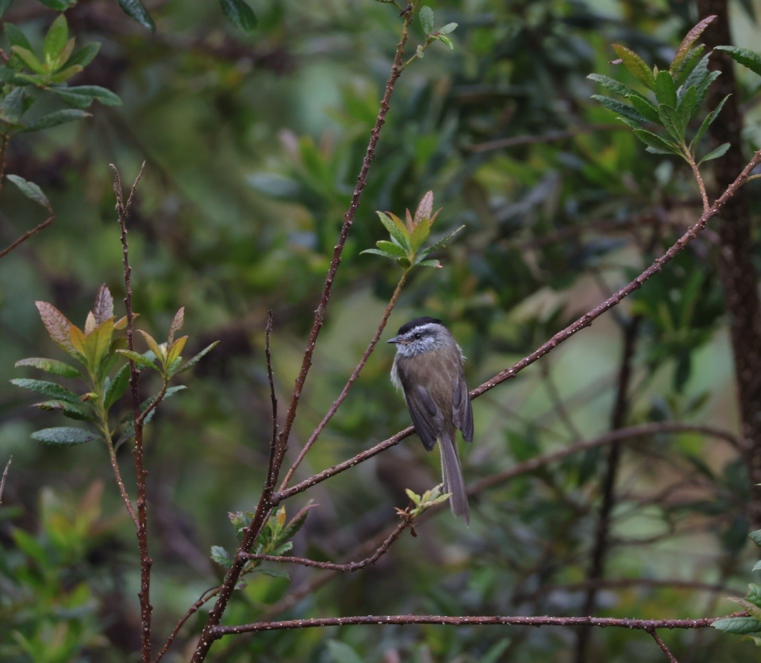 Çizgisiz Tiranulet - ML641935955