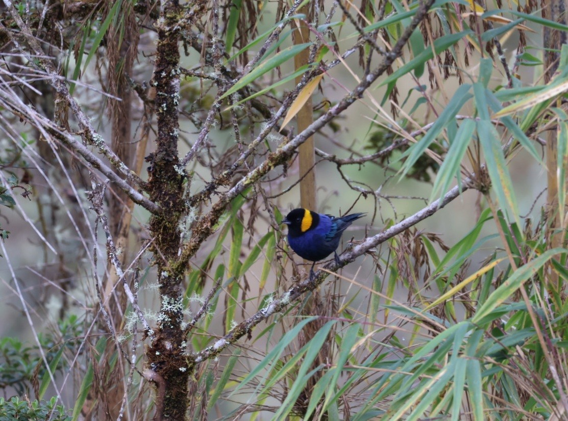 Yellow-scarfed Tanager - ML641935958