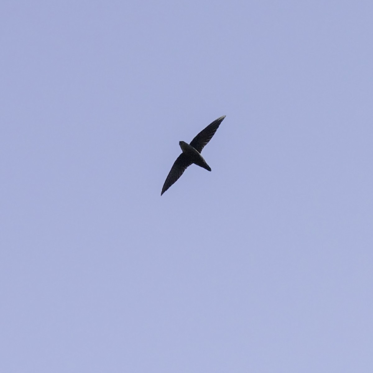 Chimney Swift - ML641935959