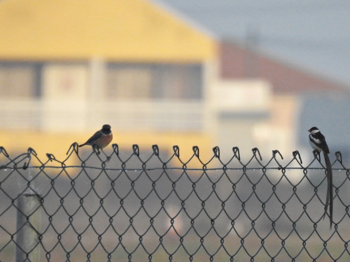 European Stonechat - ML641935960